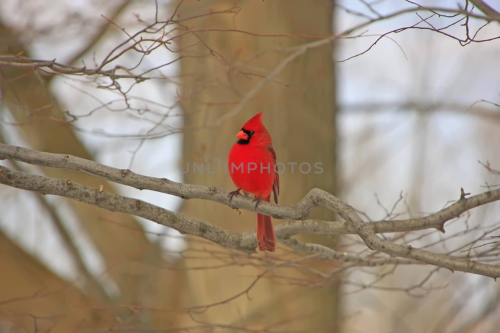 Northern Cardinal (Cardinalis cardinalis) by donya_nedomam