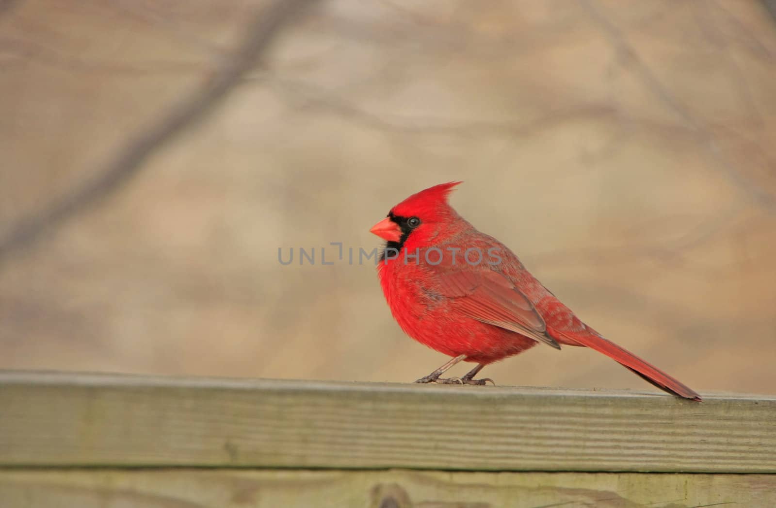 Northern Cardinal (Cardinalis cardinalis)