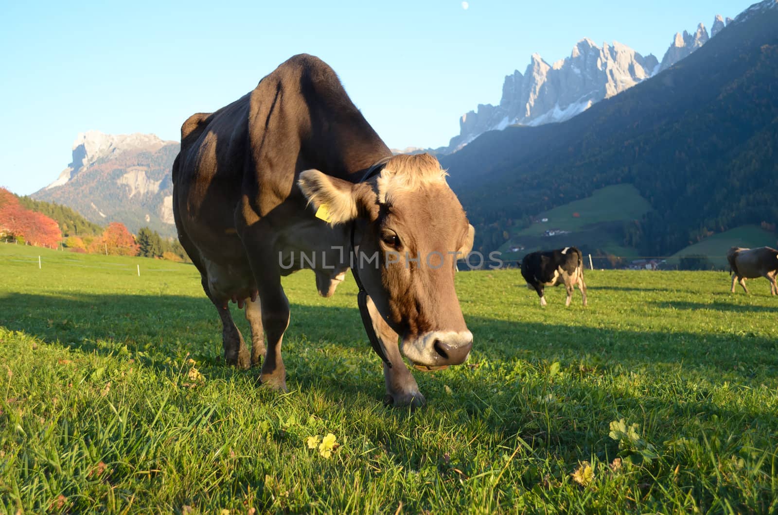 Close-up of a cow in the Val di Funes (Villnosstal) in Italy with the Geisler or Odle dolomites mountain peaks in the background.