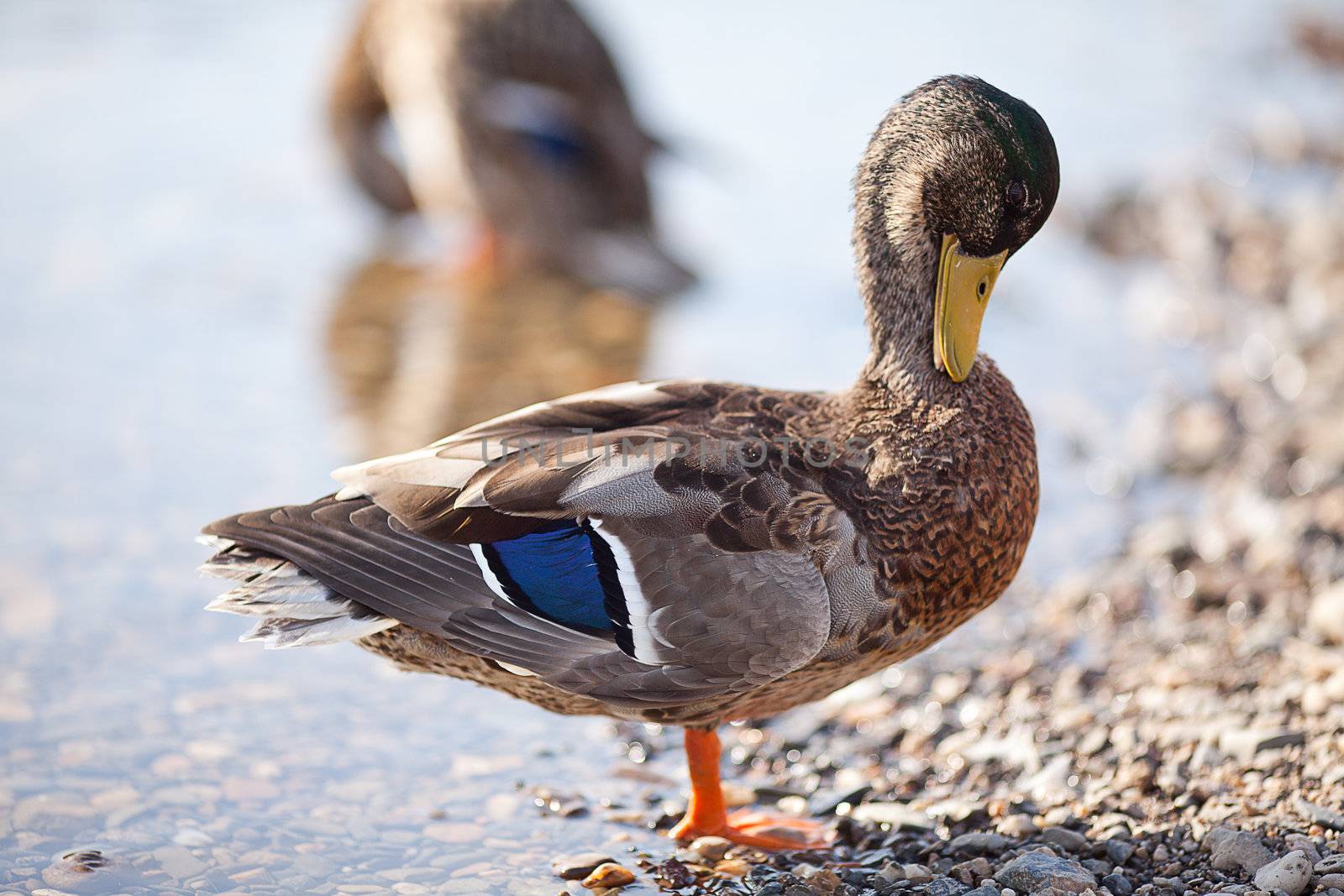 gray ducks in the water by jannyjus