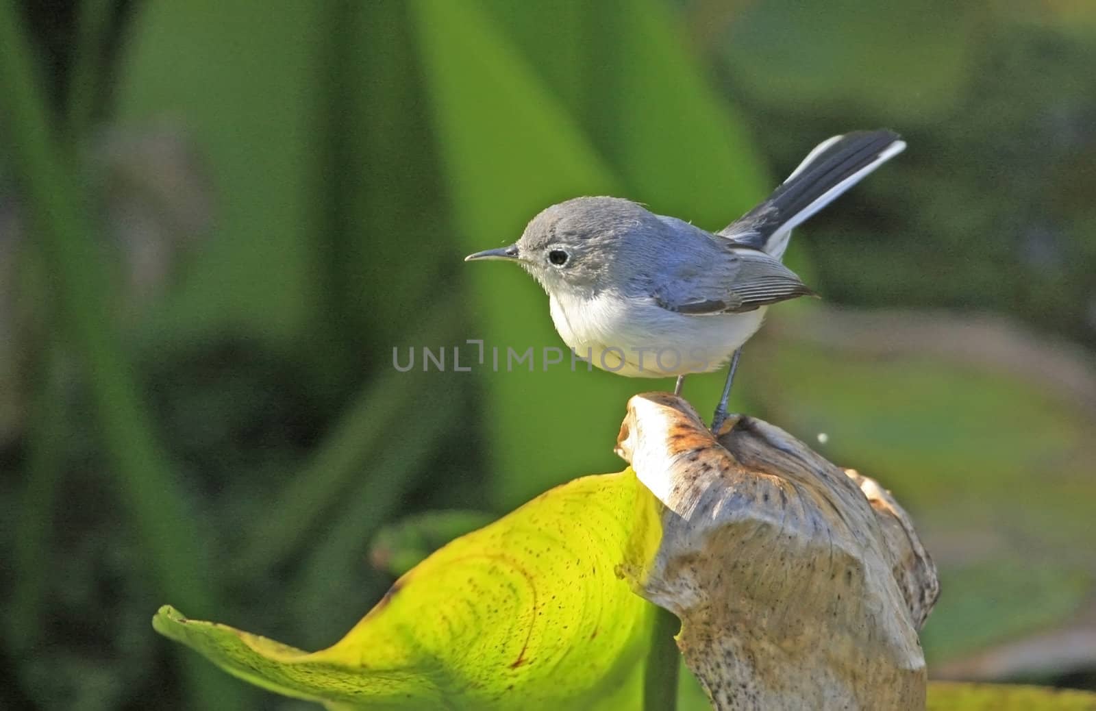 Blue-gray gnatcather (Polioptila caerulea)