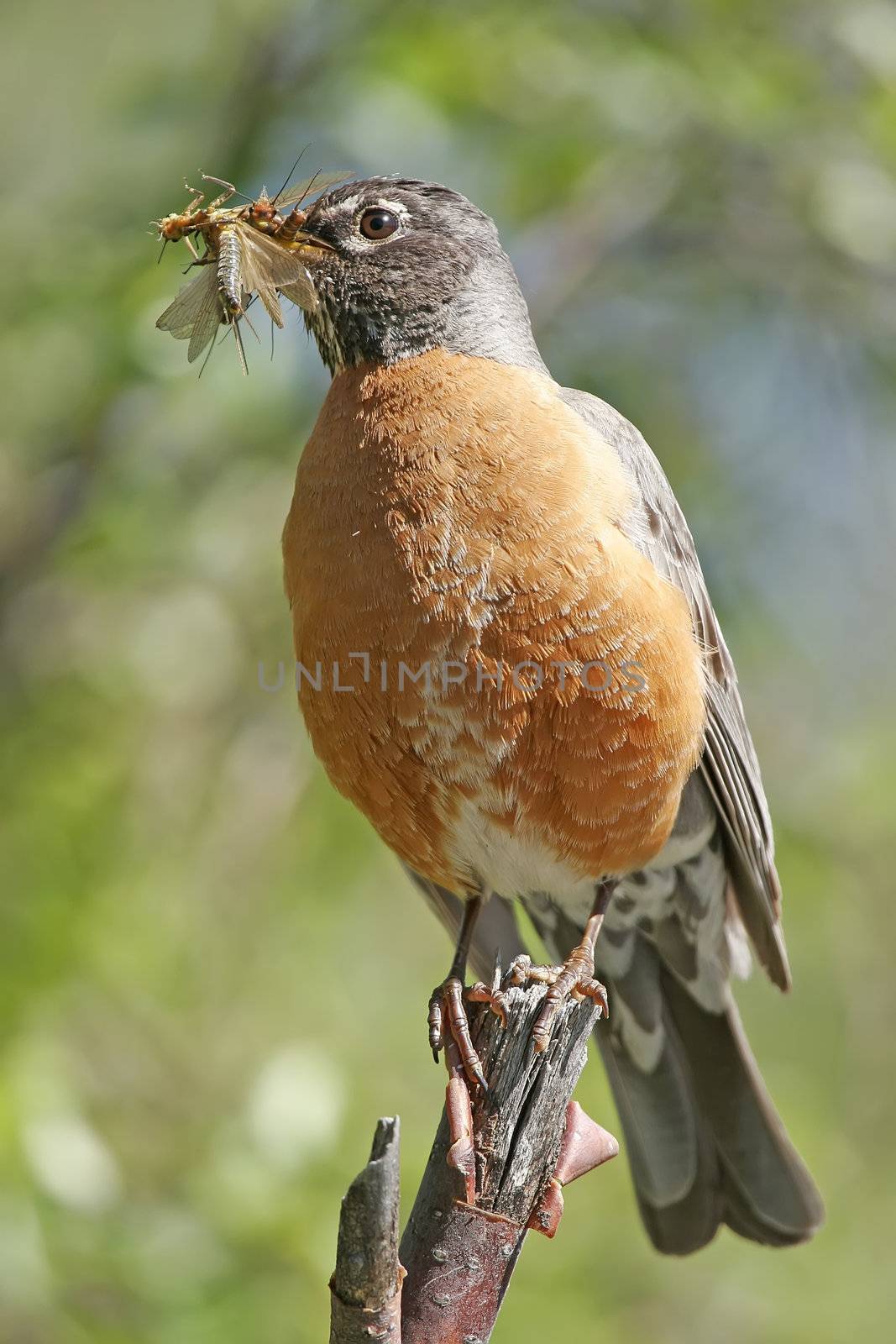 American Robin (Turdus migratorius) with insects in his beak