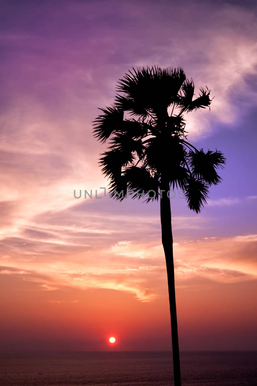 Sunset with palm. Ko Pukhet island, Thailand