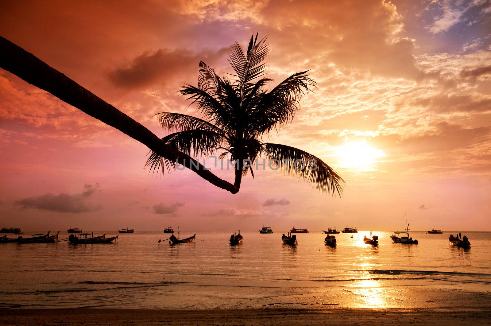 Sunset with palm on tropical beach, Thailand by johnnychaos