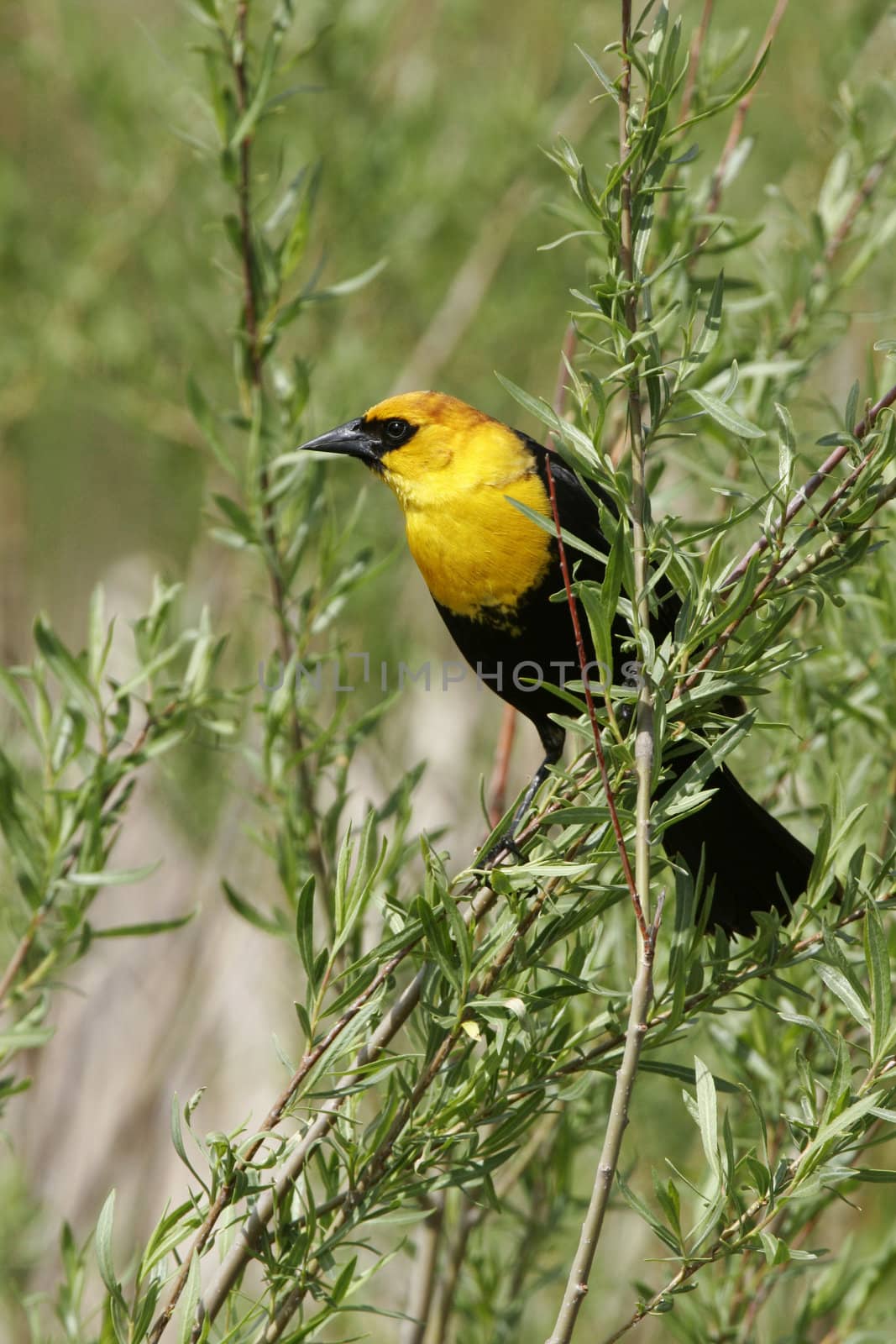 Yellow-headed Blackbird male (Xanthocephalus xanthocephalus) by donya_nedomam