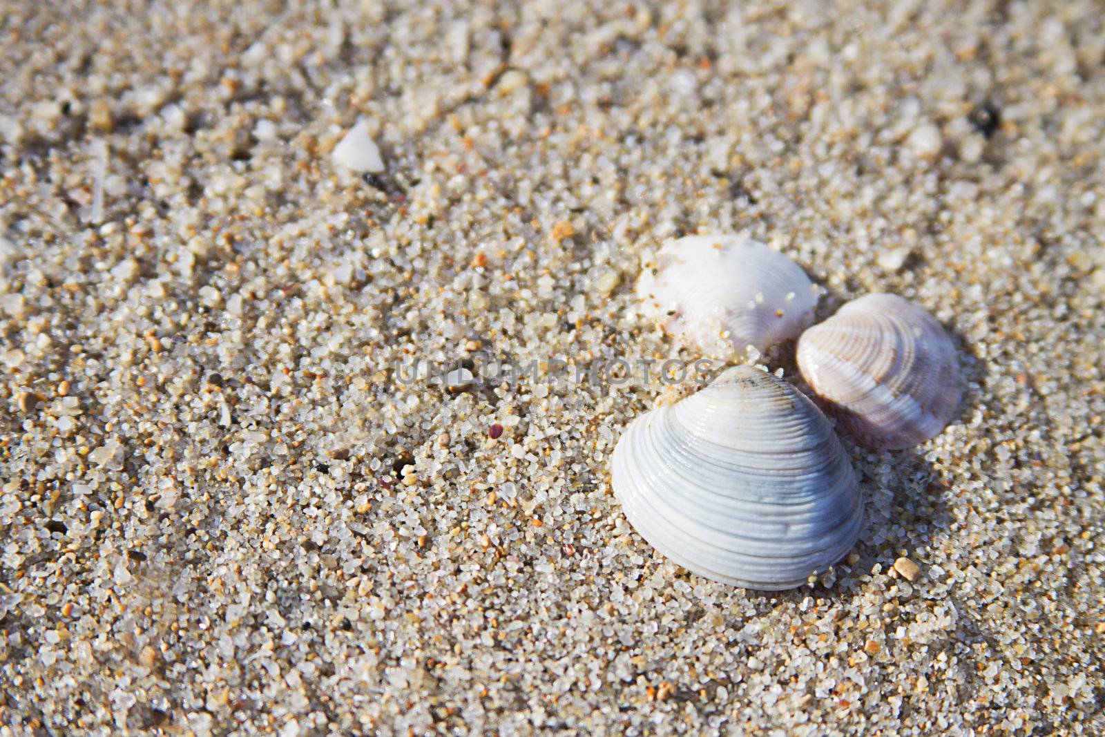 Sand on beach and some seashells