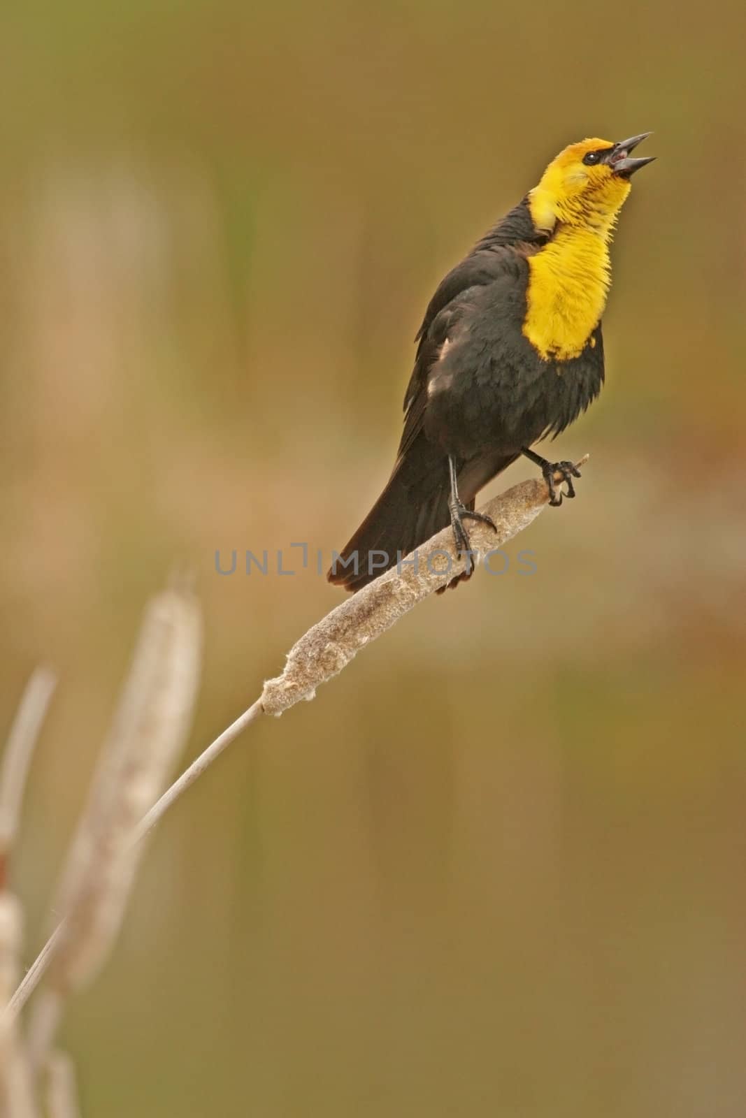 Yellow-headed Blackbird male (Xanthocephalus xanthocephalus)