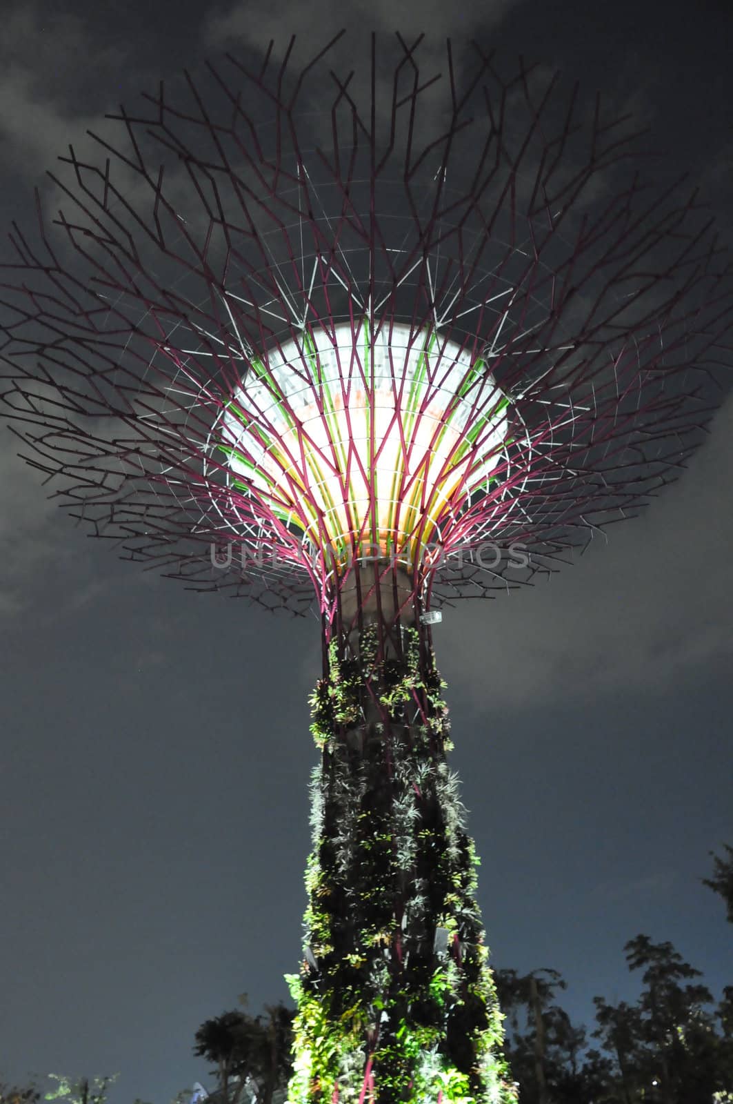 The Supertree Grove at Gardens by the Bay in Singapore (Asia)
