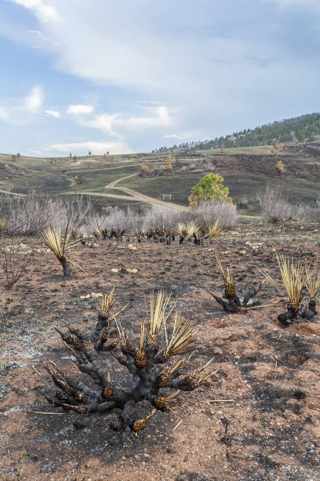 burnt yucca and bushes after Galena wildfire in Lory State Park near Fort COllins, Colorado, green grass starting to regrow, April 2013