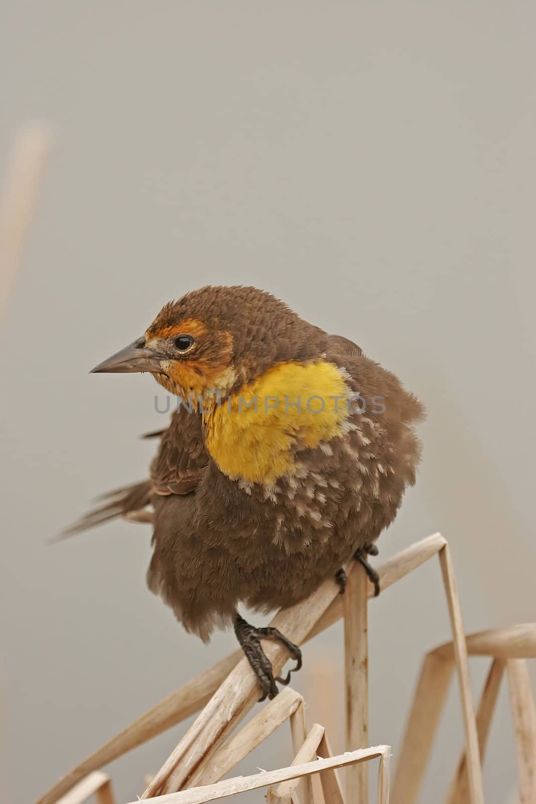 Yellow-headed Blackbird female (Xanthocephalus xanthocephalus) by donya_nedomam