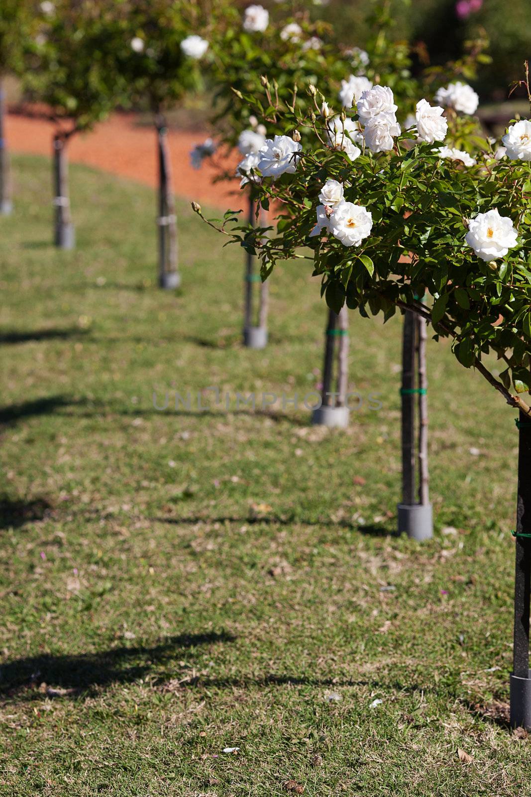 background of beautiful roses in the garden