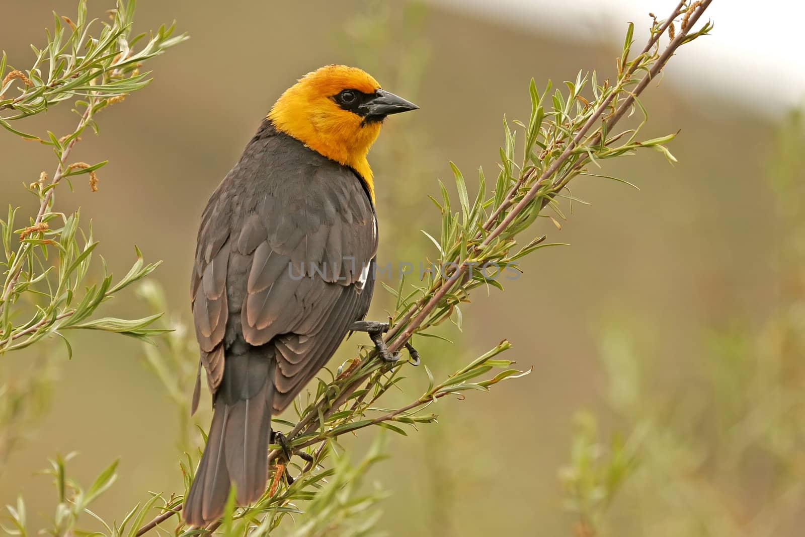 Yellow-headed Blackbird male (Xanthocephalus xanthocephalus) by donya_nedomam