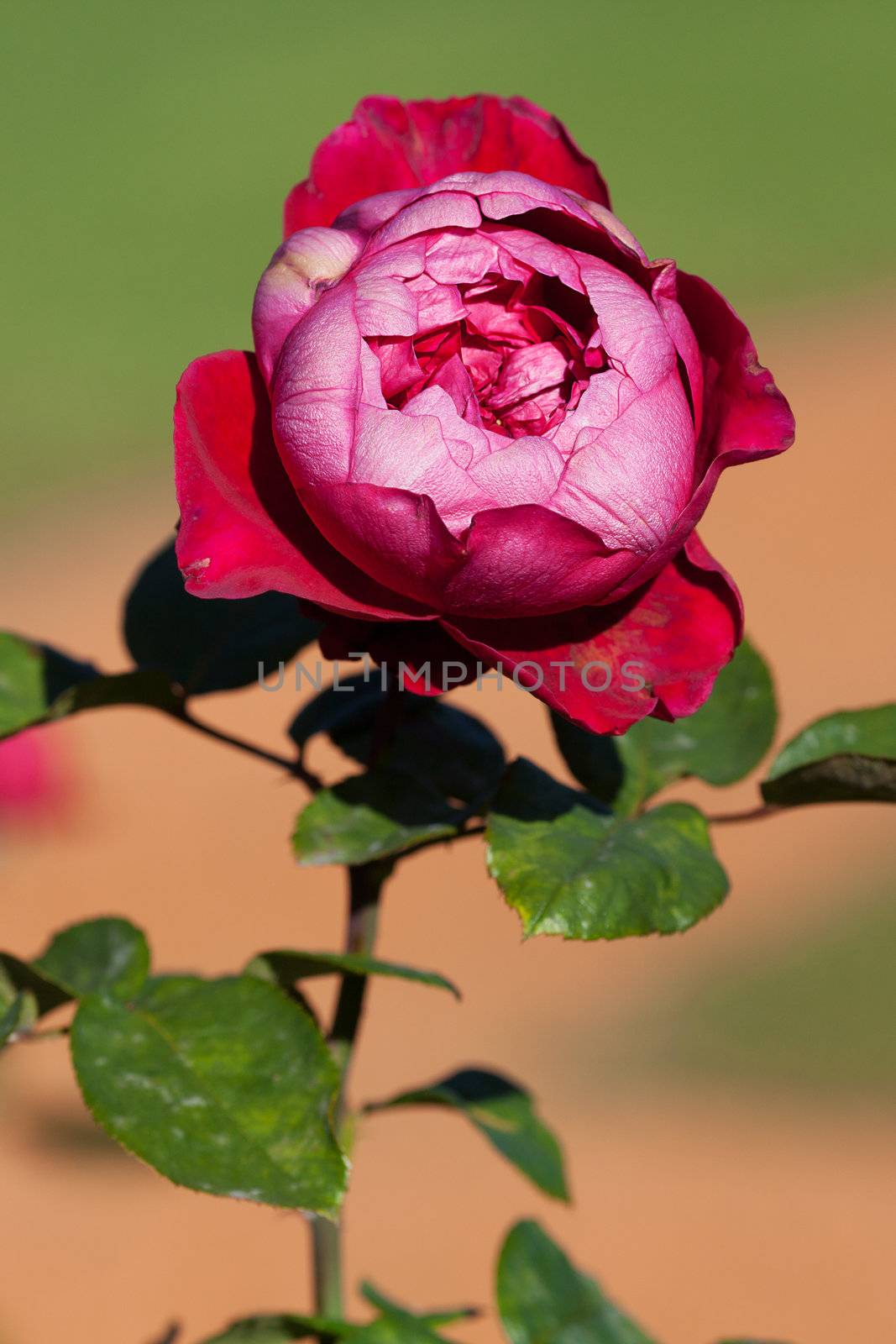 background of beautiful roses in the garden