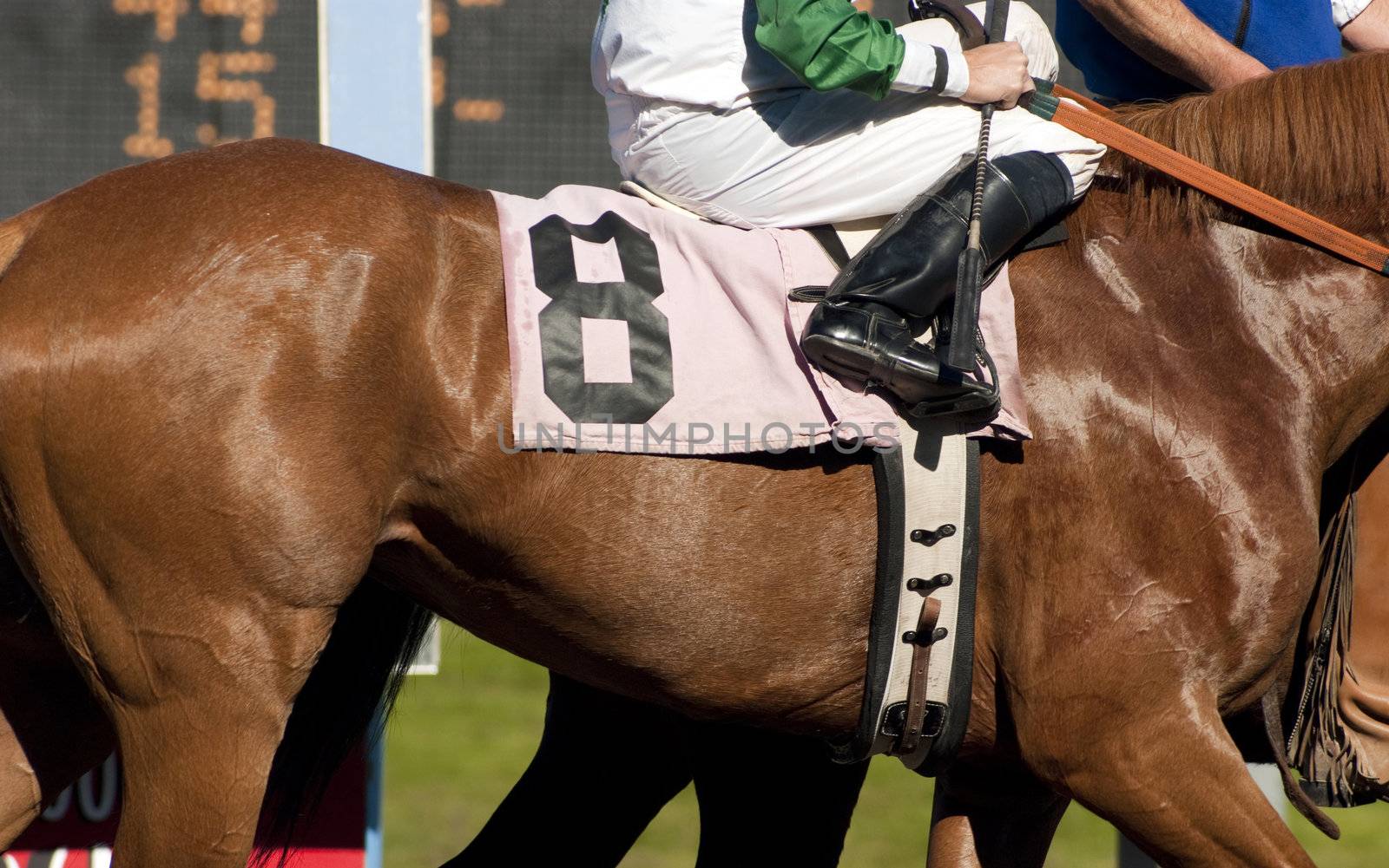 Jockey Leads Number Eight Horse to Start Gate at Racetrack by ChrisBoswell