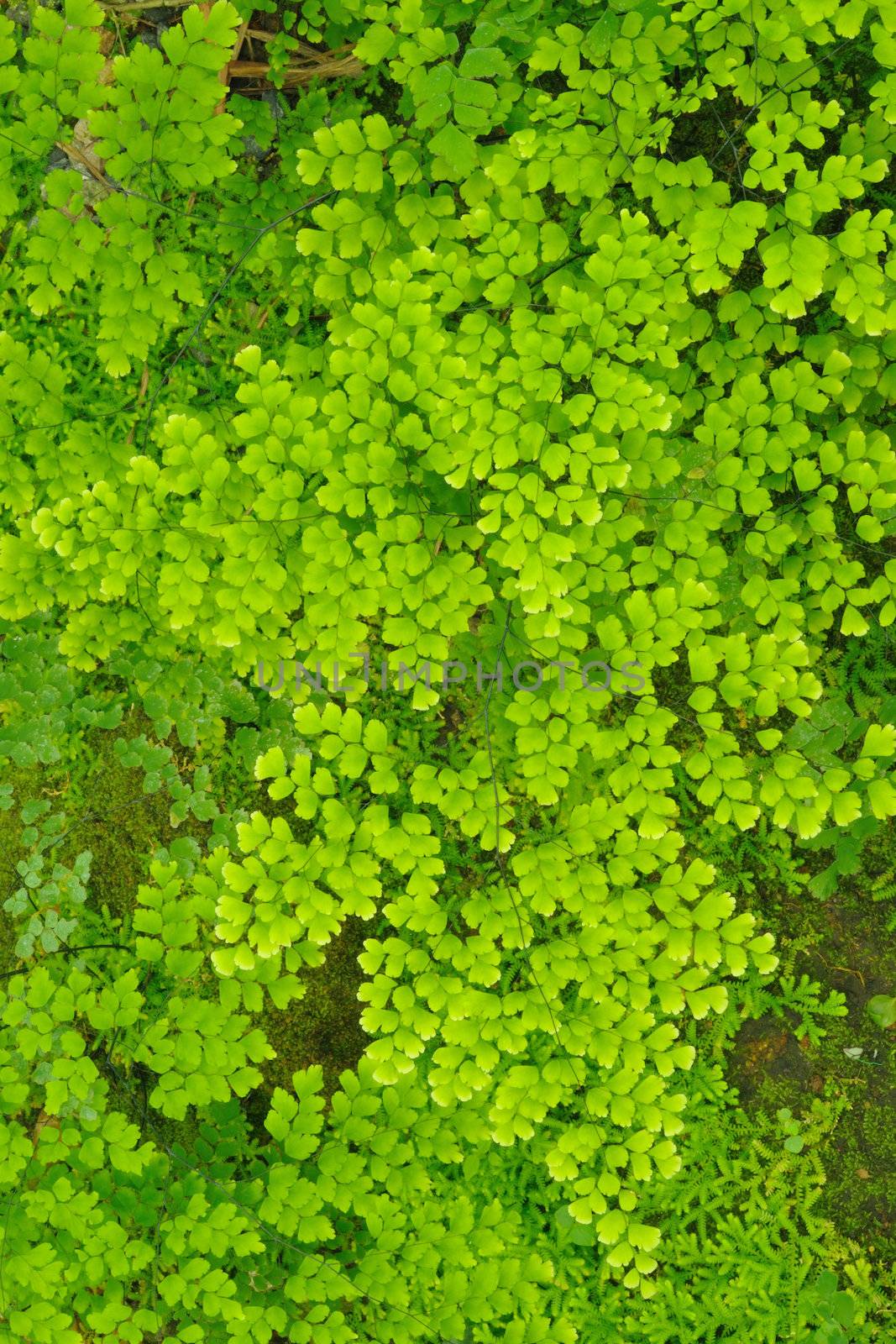 Green ferns patern in rainforest.