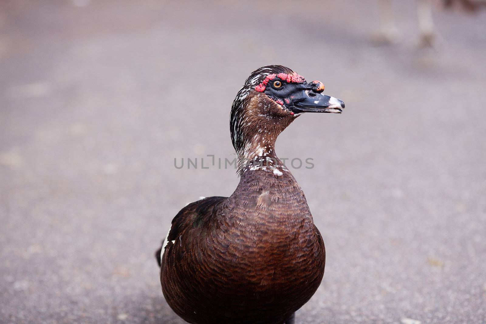 duck walking down the path at the zoo by jannyjus
