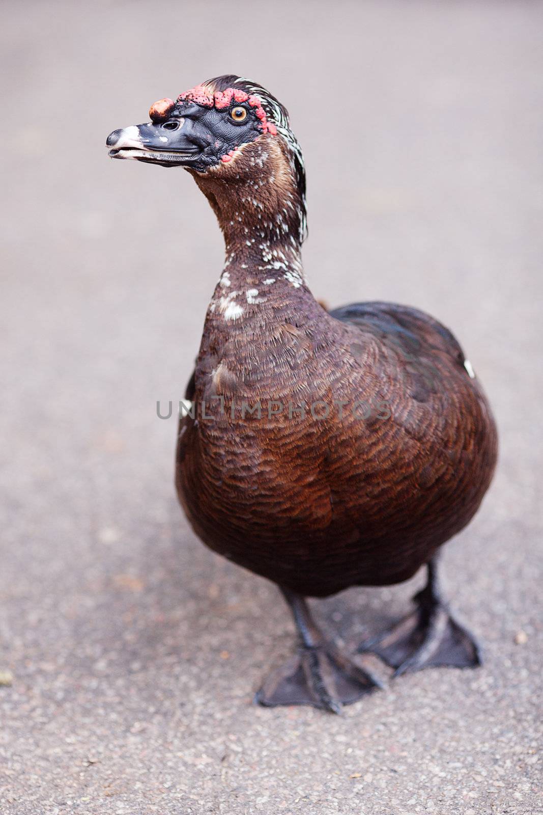 duck walking down the path at the zoo by jannyjus