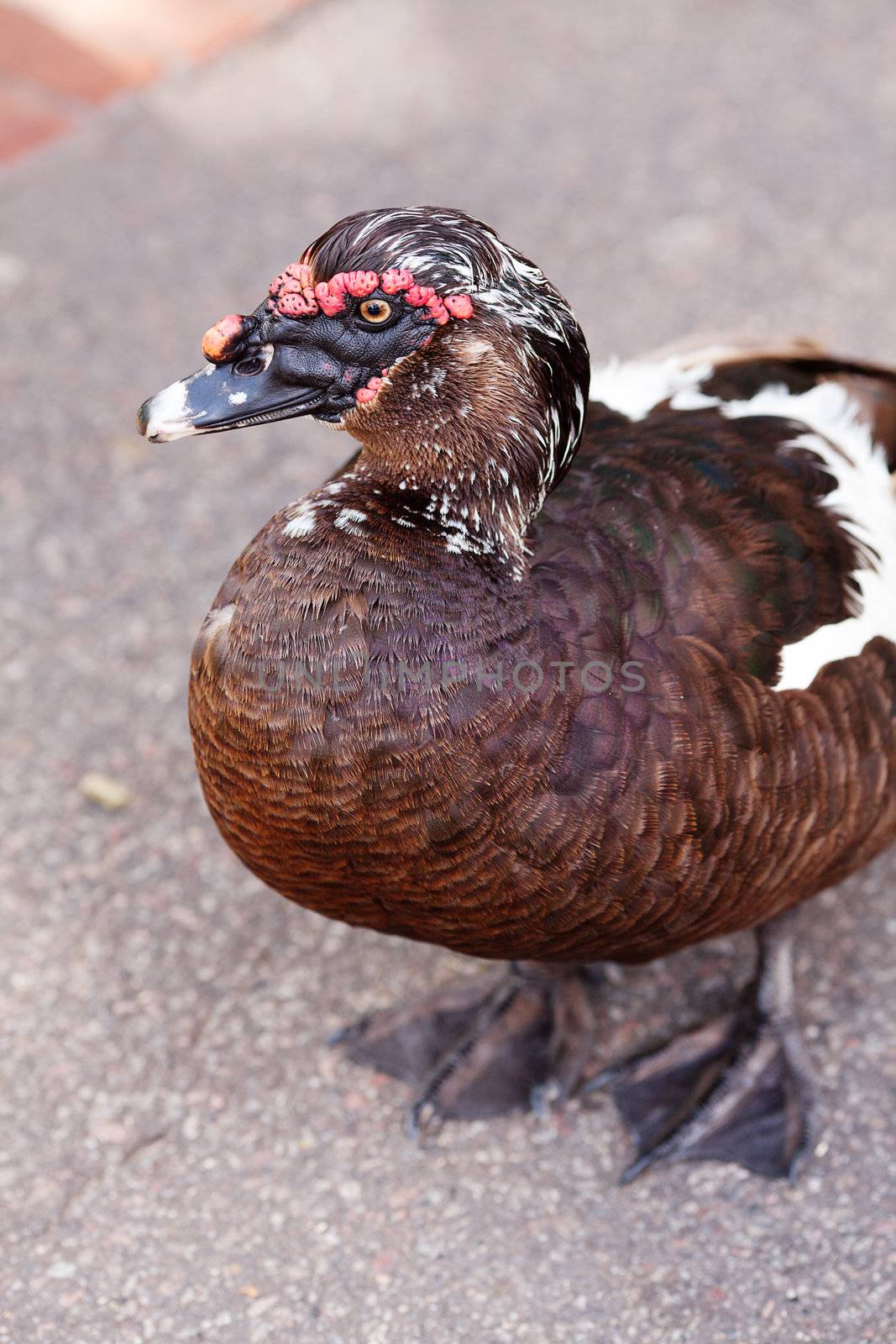 duck walking down the path at the zoo