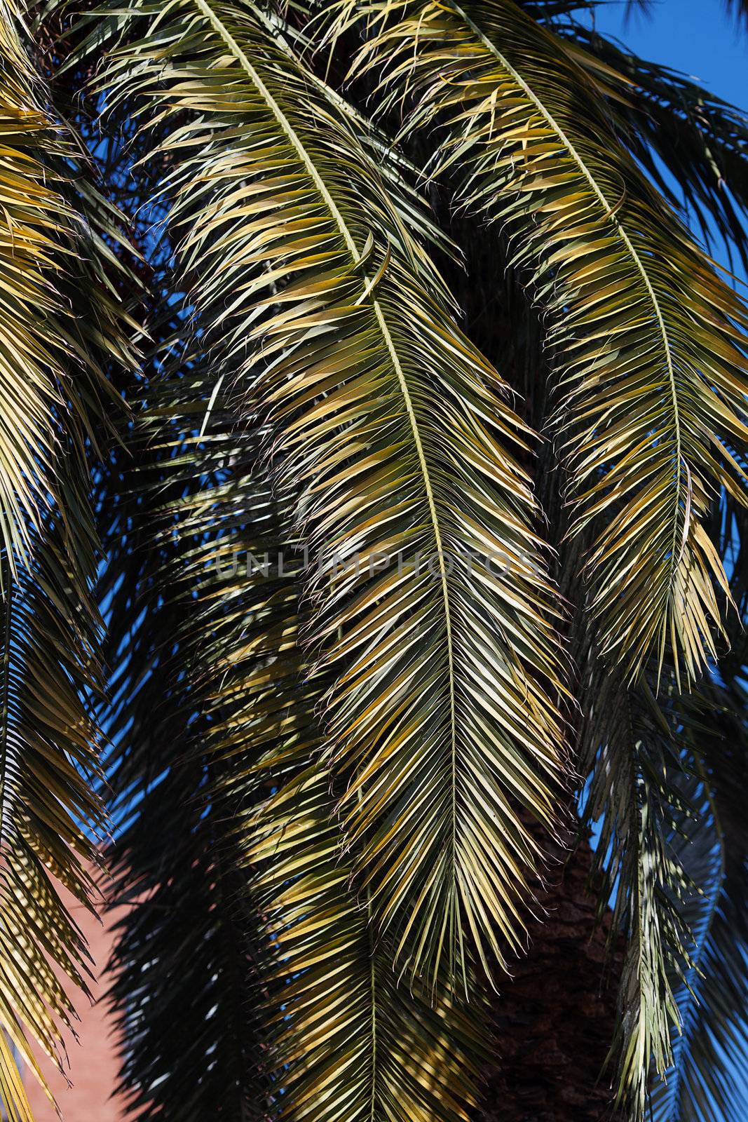 palm tree on the background southern blue sky by jannyjus