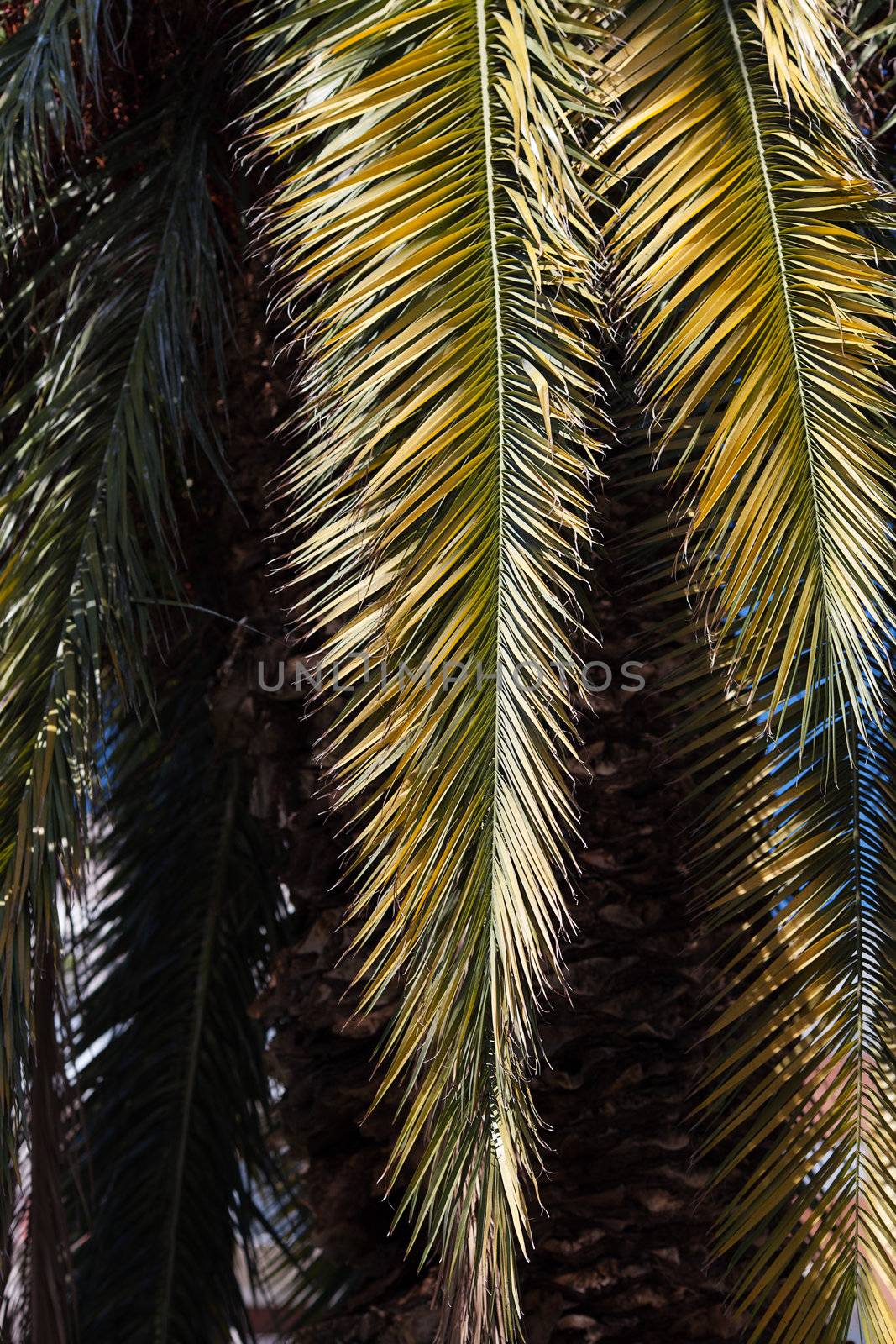 palm tree on the background southern blue sky