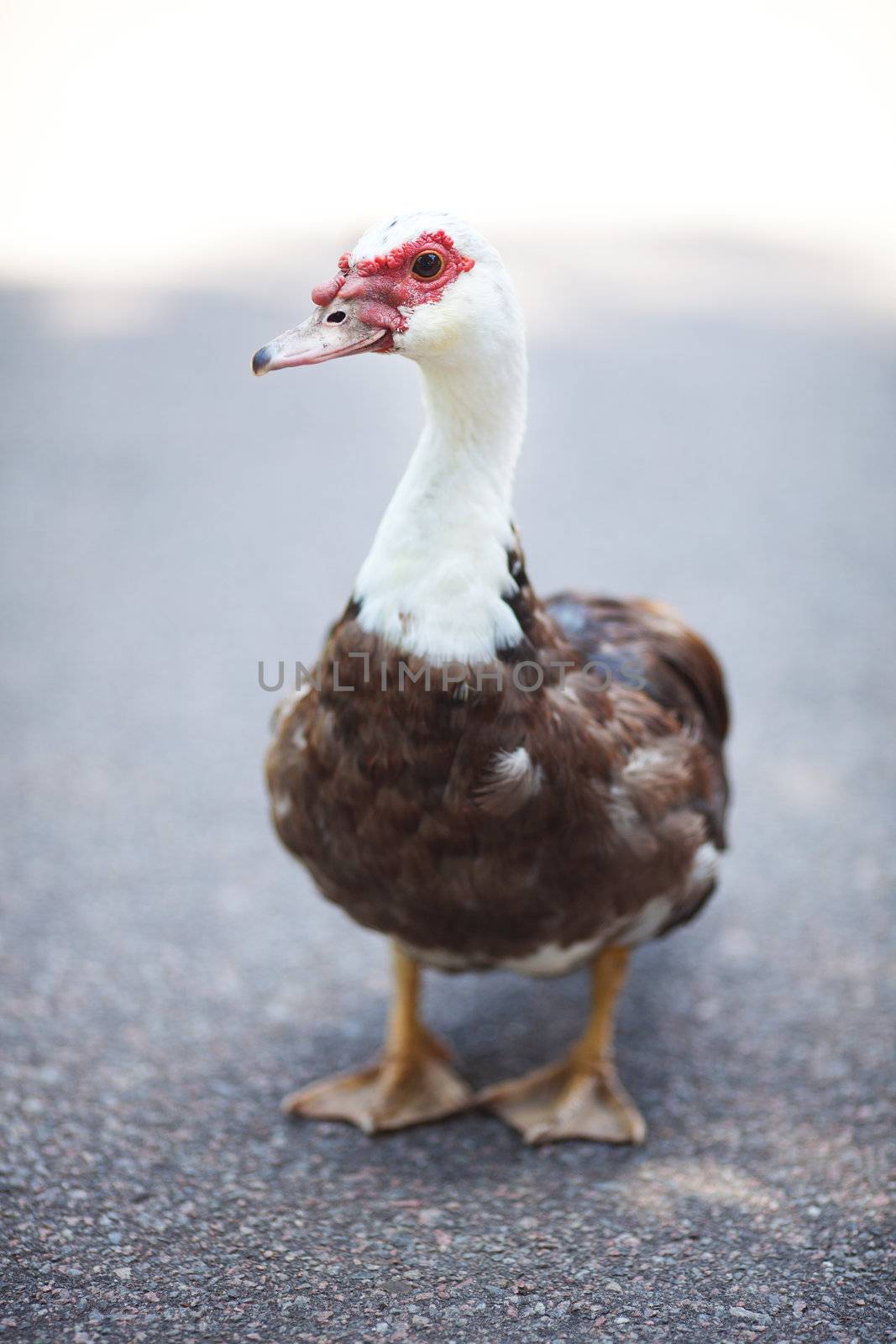 duck walking down the path at the zoo