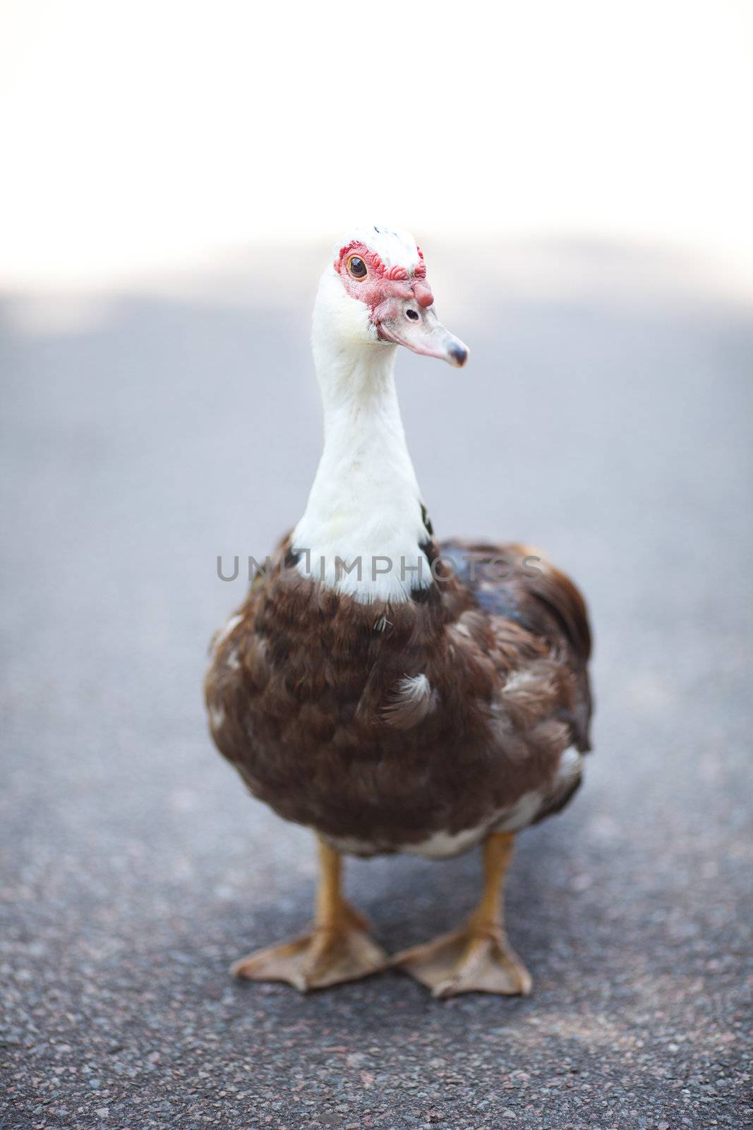 duck walking down the path at the zoo by jannyjus