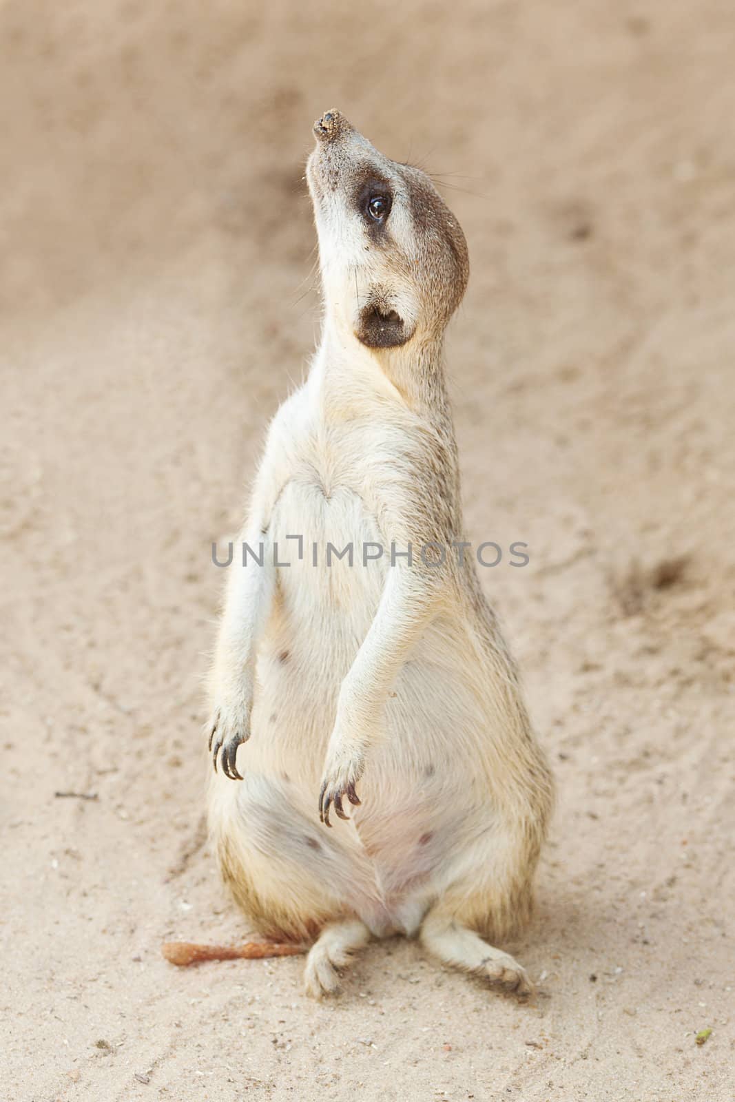 portrait of a beautiful suricata at the zoo