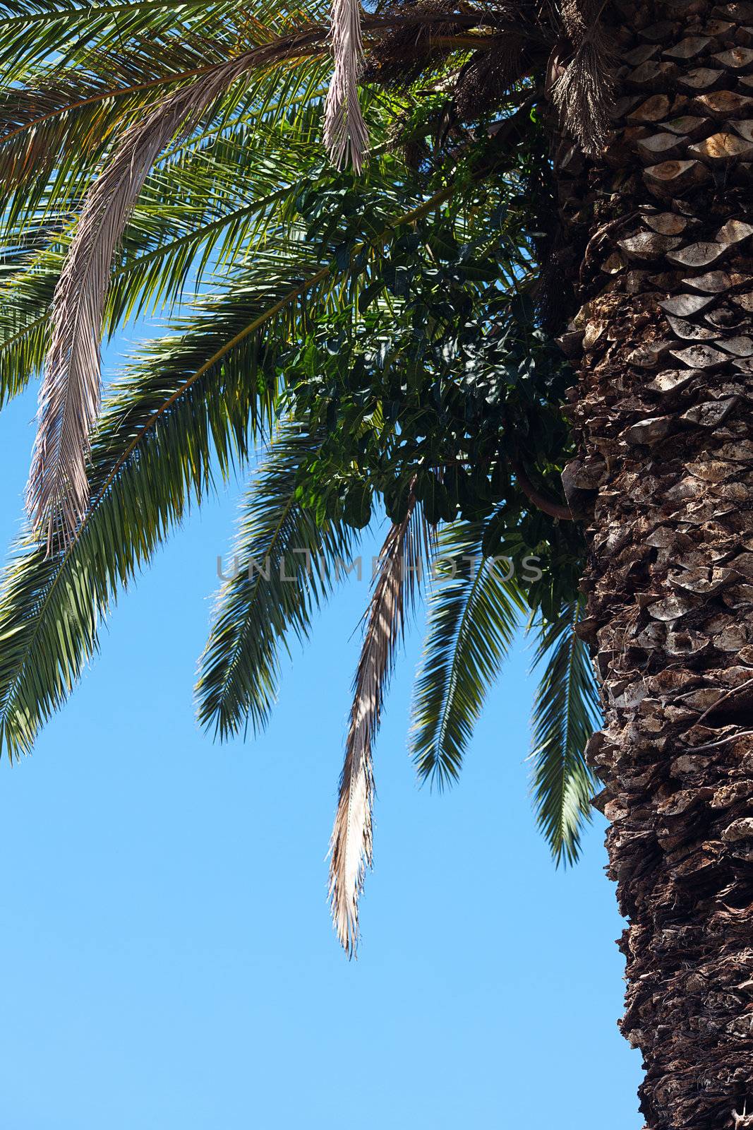 palm tree on the background southern blue sky by jannyjus