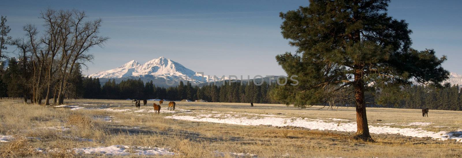 Horse Ranch at the Base of Three Sisters Mountains Oregon