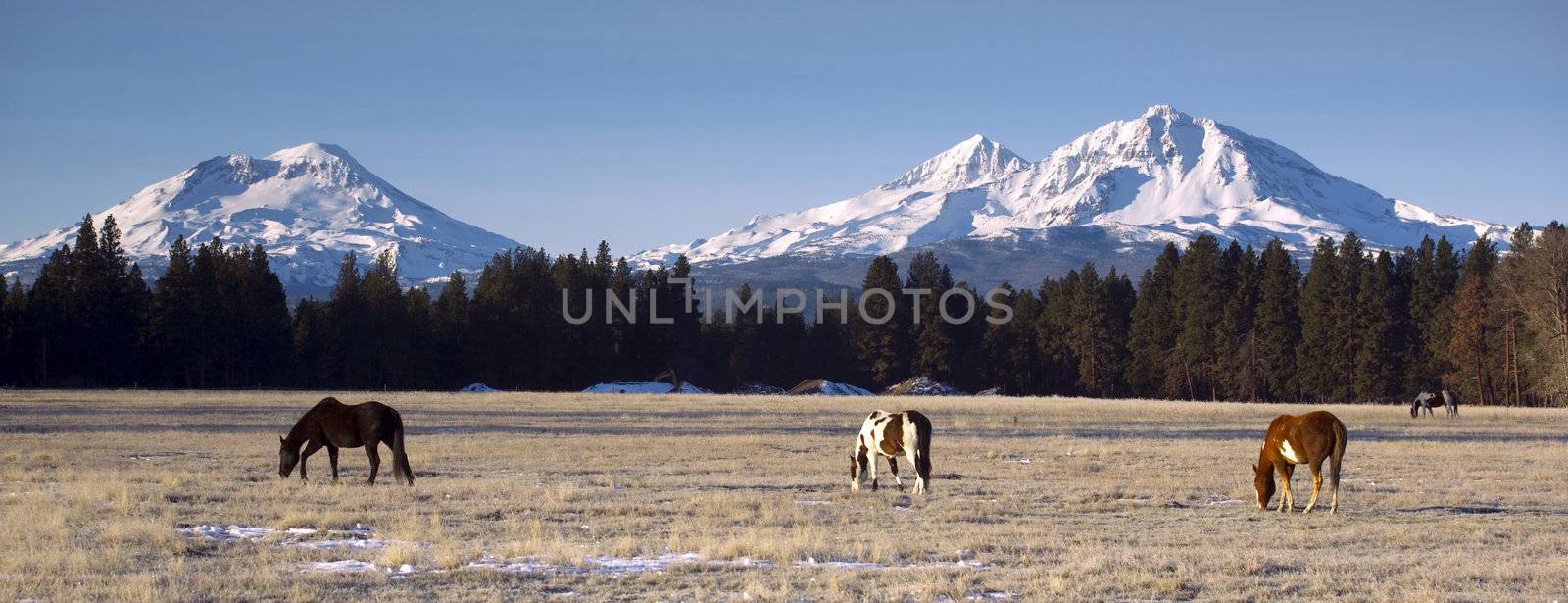 Horse Ranch at the Base of Three Sisters Mountains Oregon