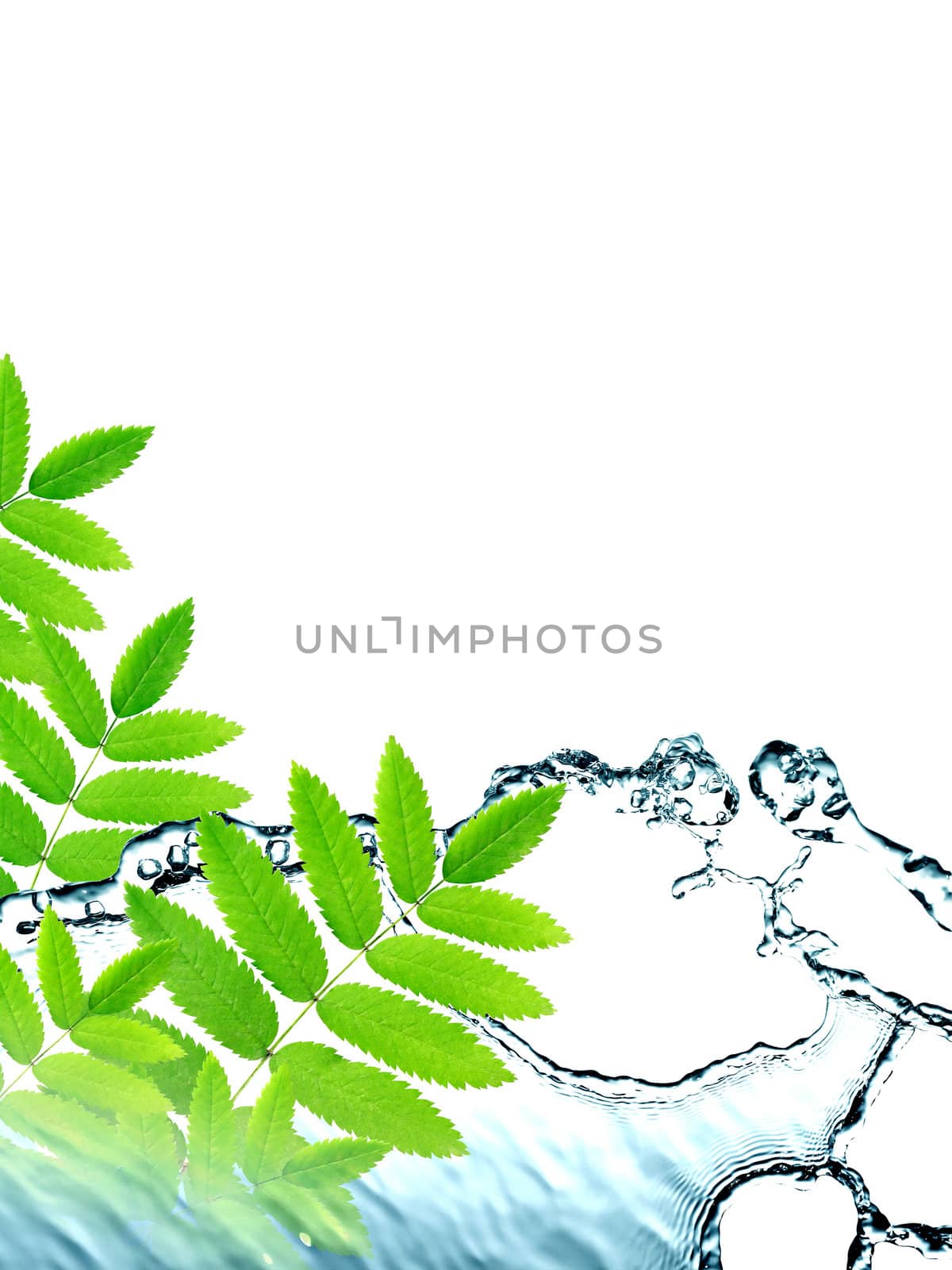 Ecology concept. Abstract composition with green leaves and splashing water