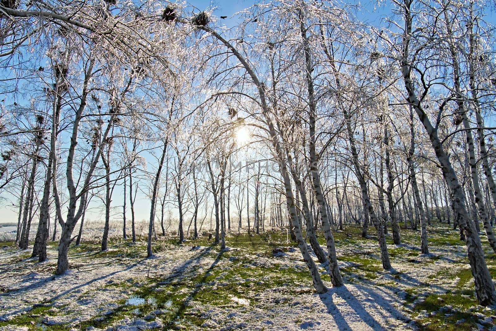 ice the birch grove at sunset