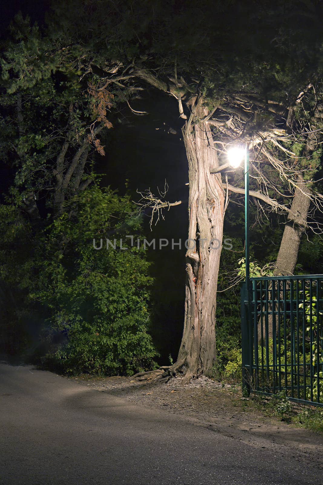 shining light under a tree by the road at night