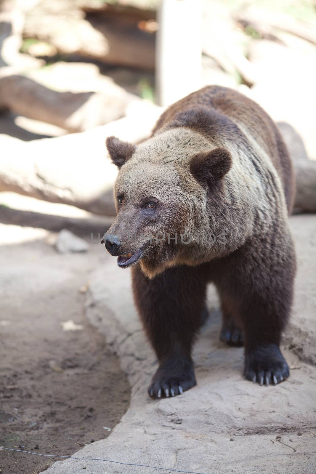 brown bear in an open cage at the zoo by jannyjus