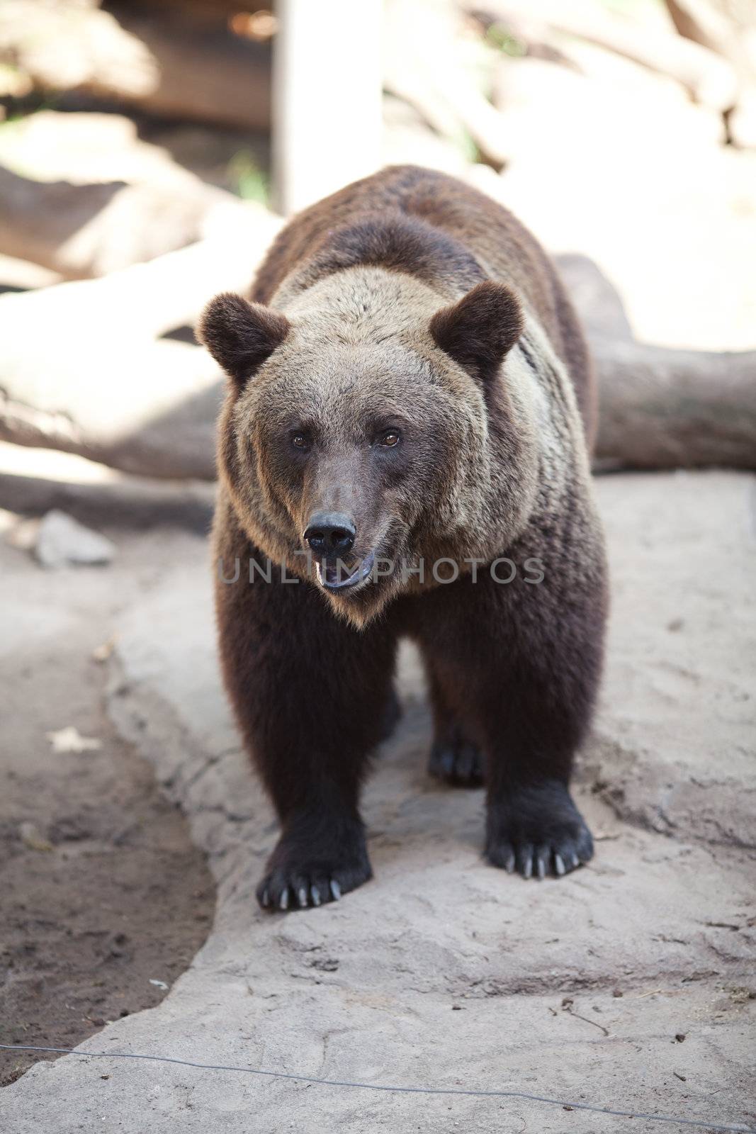 brown bear in an open cage at the zoo