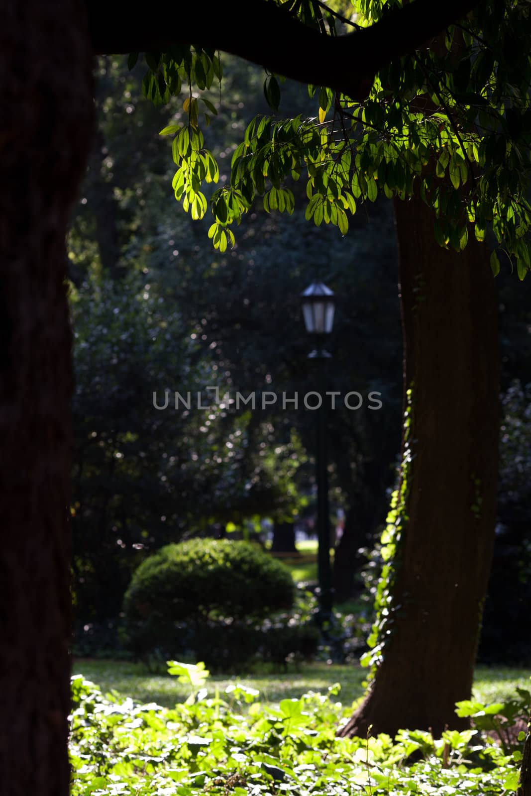 Green trees and lantern in the park