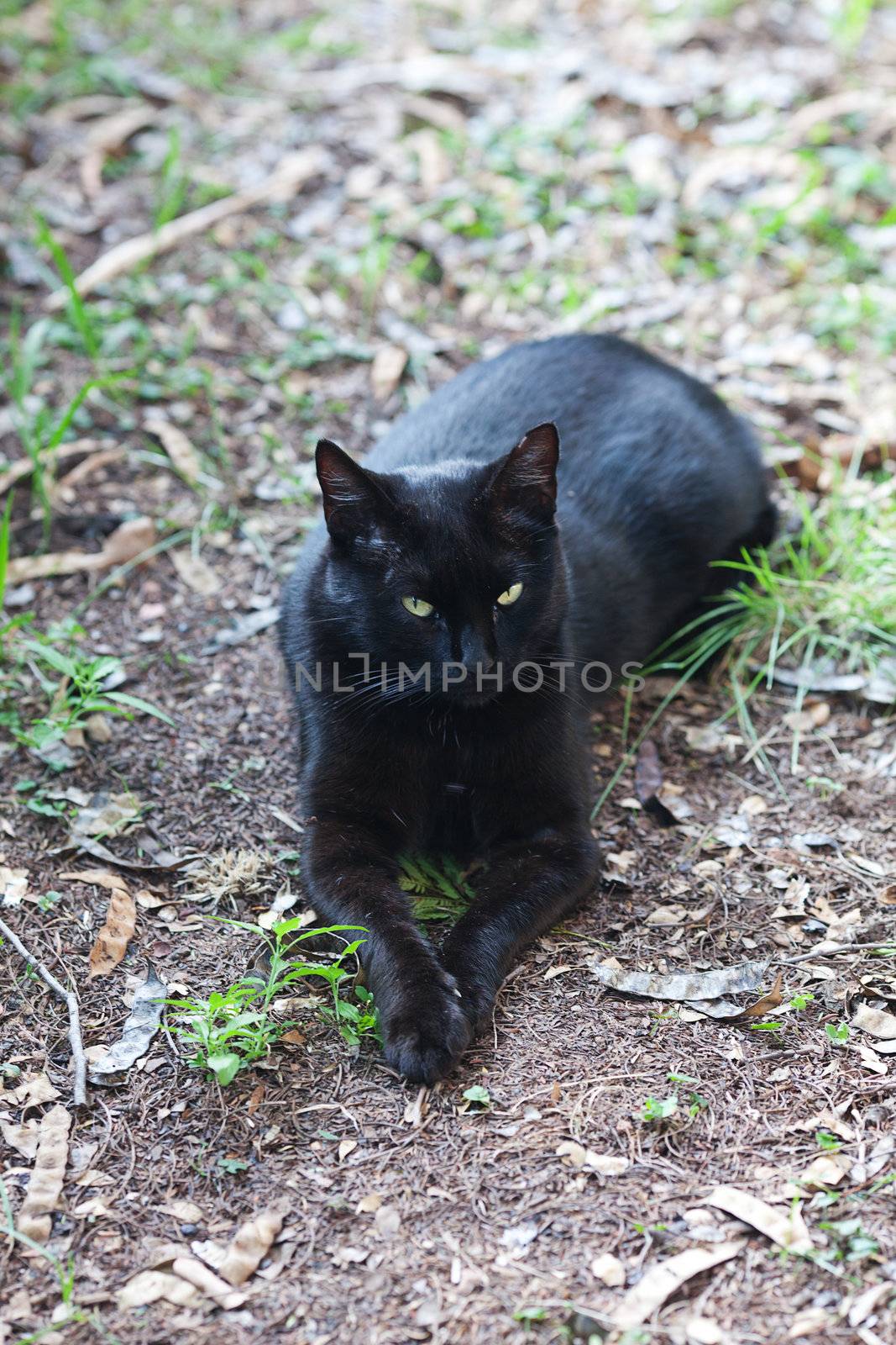 portrait of a street cat outdoor by jannyjus