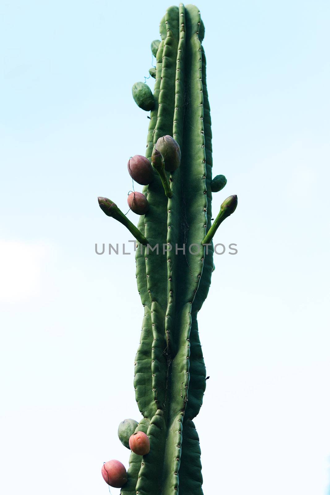 large cactus against a background of sky by jannyjus