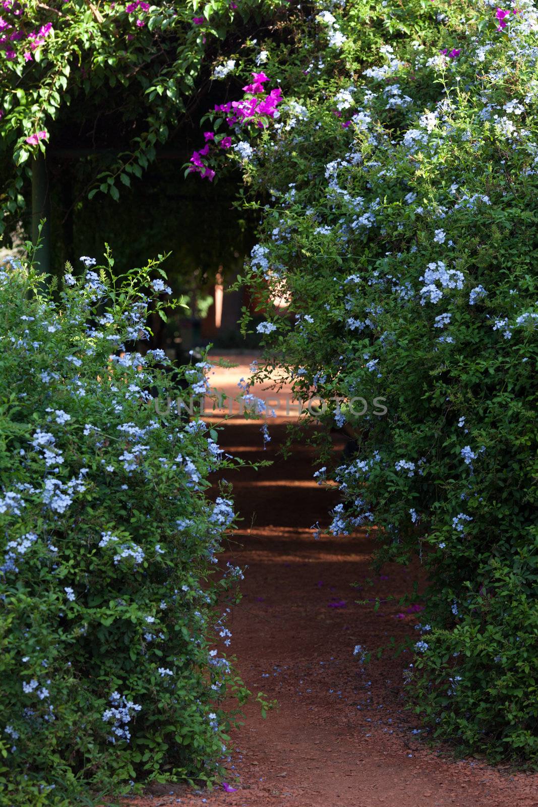 avenue of green trees with flowers by jannyjus