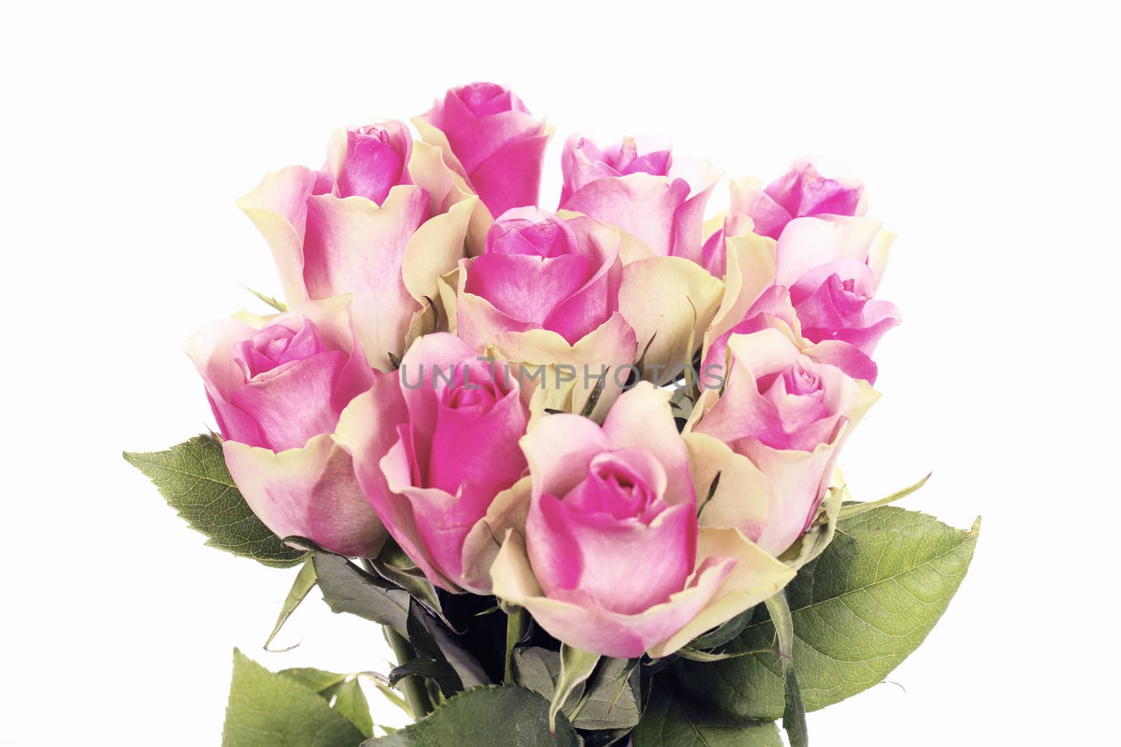 bouquet of ten pink roses isolated on white 