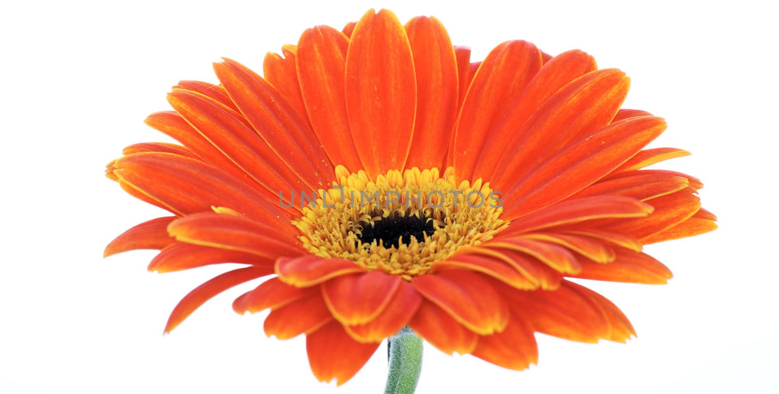 beautiful gerbera isolated on white 