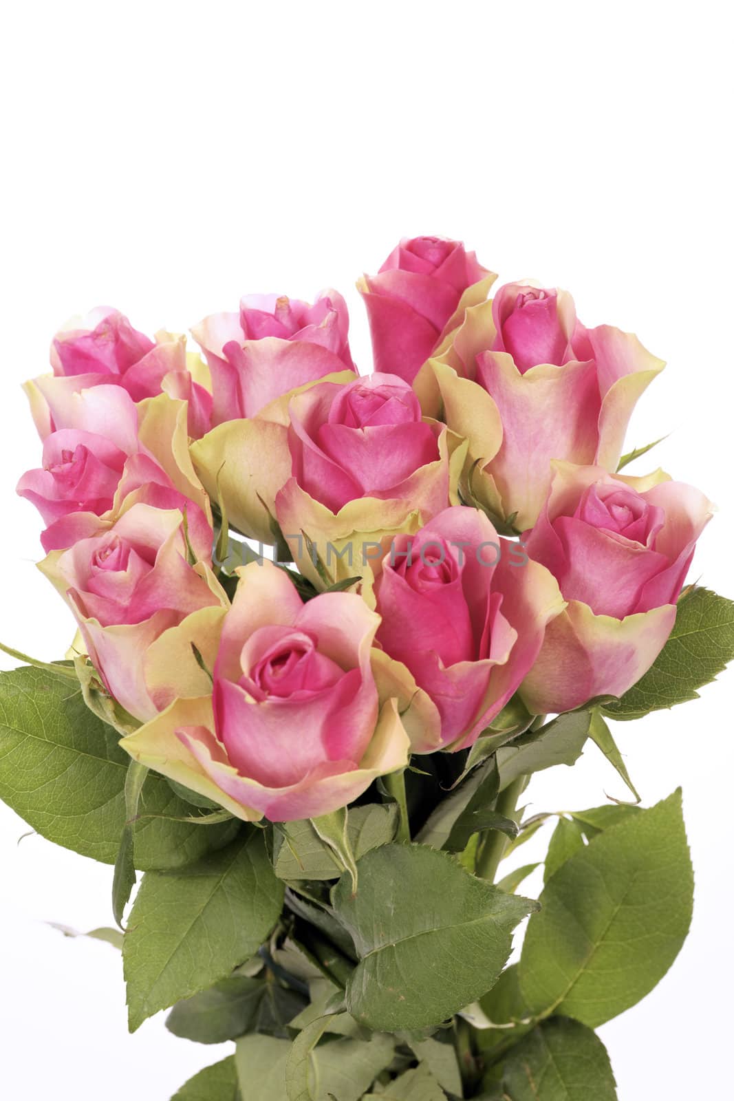 beautiful bouquet of pink roses isolated on white 