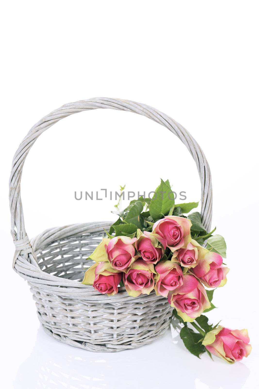 beautiful pink roses in Basket on white background