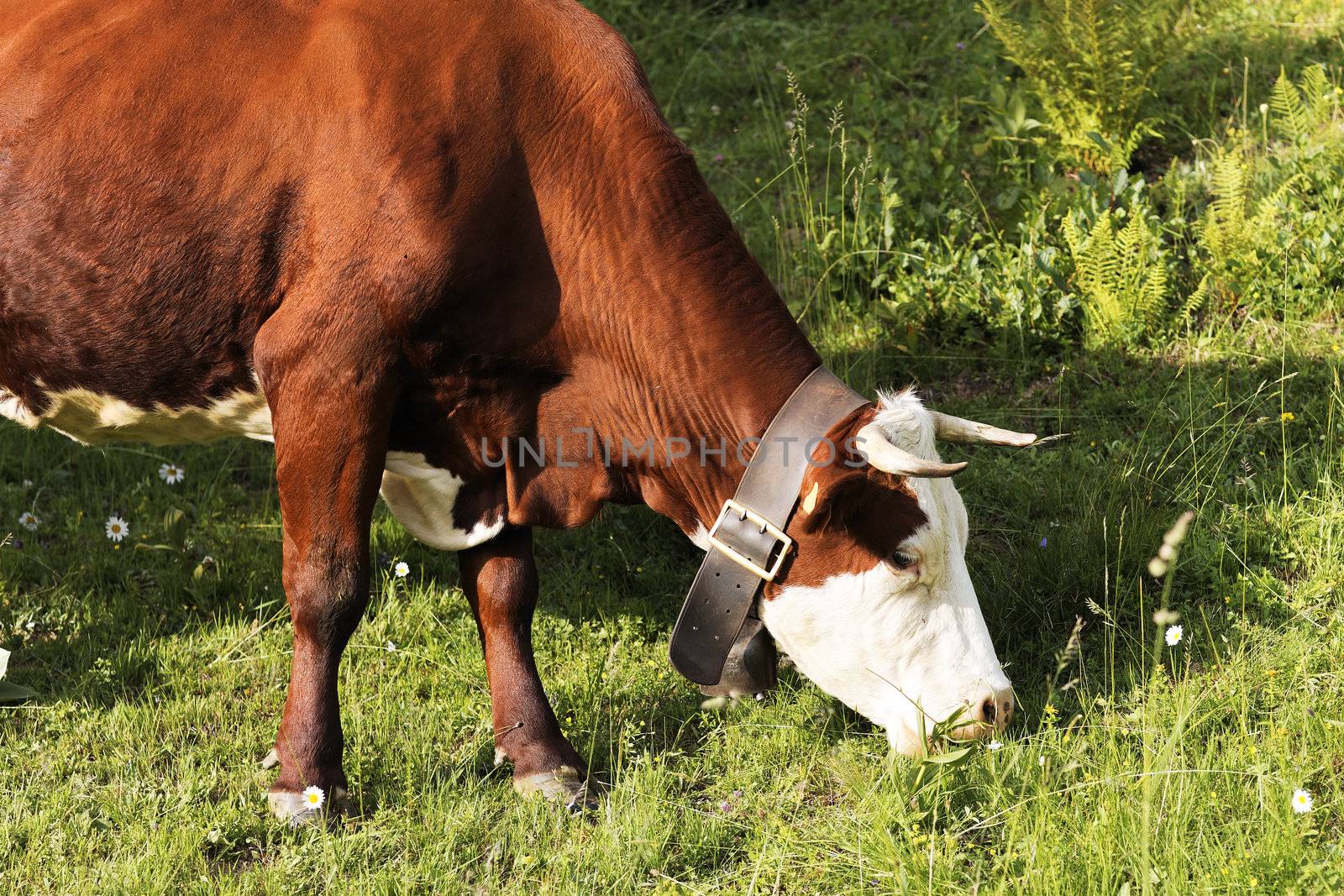 alpine mountain cows eating grass in France in spring