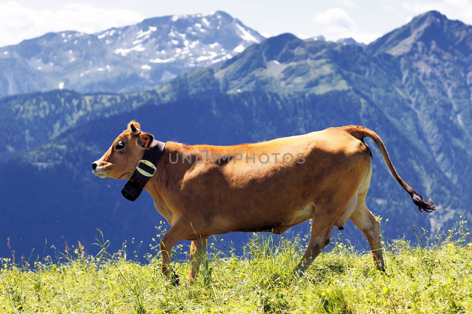 alpine landscape and brown cow in France in spring