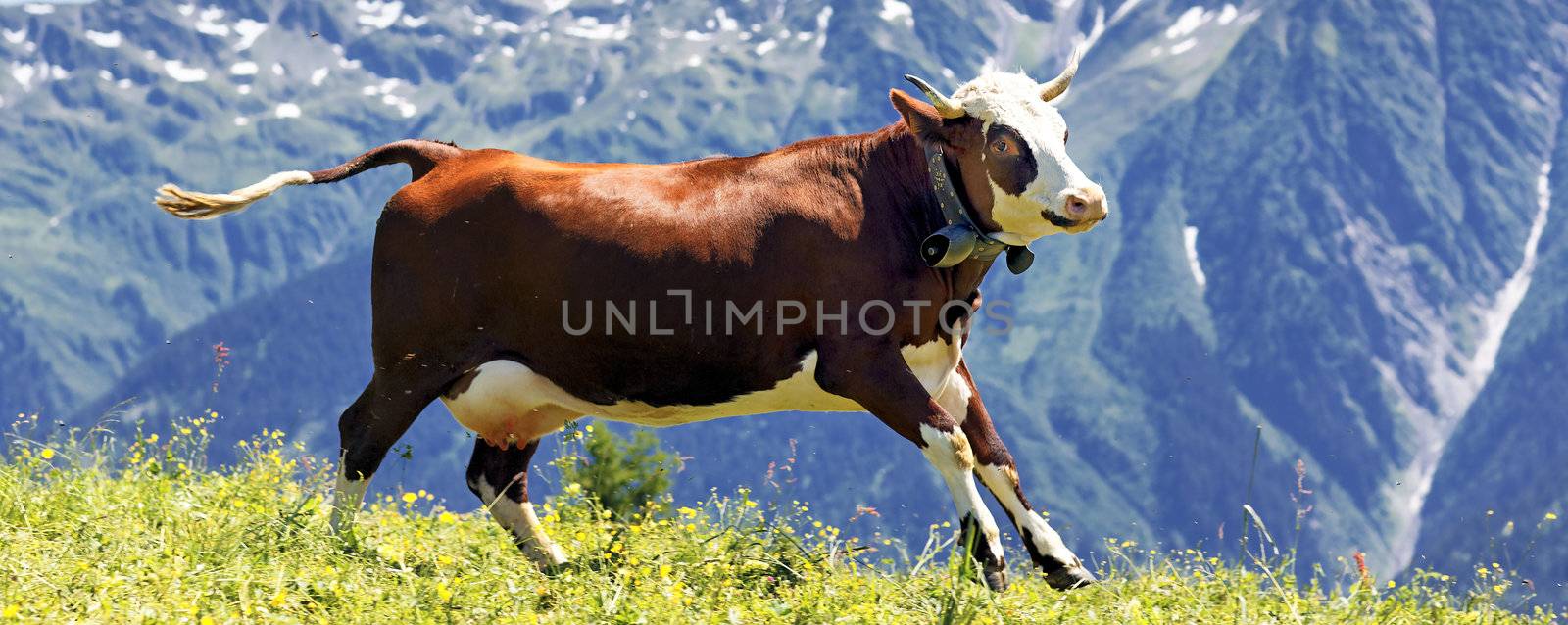 alpine landscape with cow in France in spring