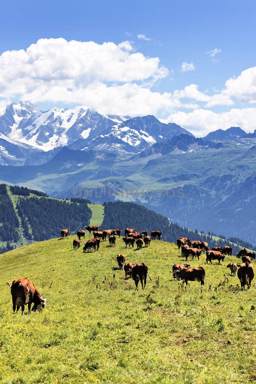 alpine landscape and cows in France in spring