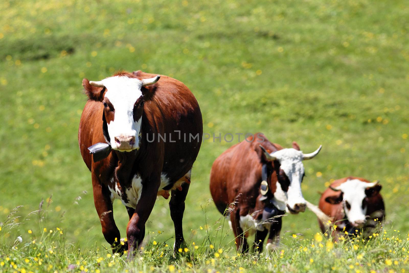 alpine mountain with cows in France in spring