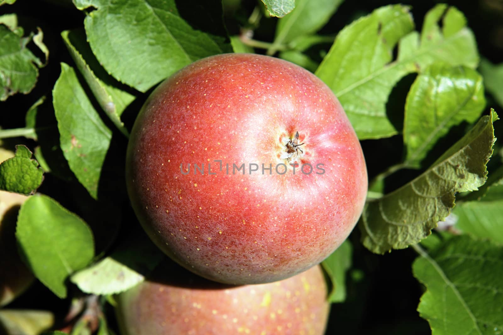 red apples on a branch ready to be harvested 