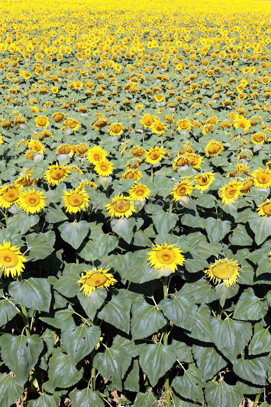 big sunflower field over blue sky and bright sun lights 